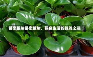 卧室植物卧室植物，绿色生活的优雅之选