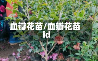 血瓣花苗/血瓣花苗id