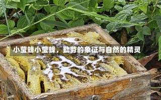 小莹蜂小莹蜂，勤劳的象征与自然的精灵