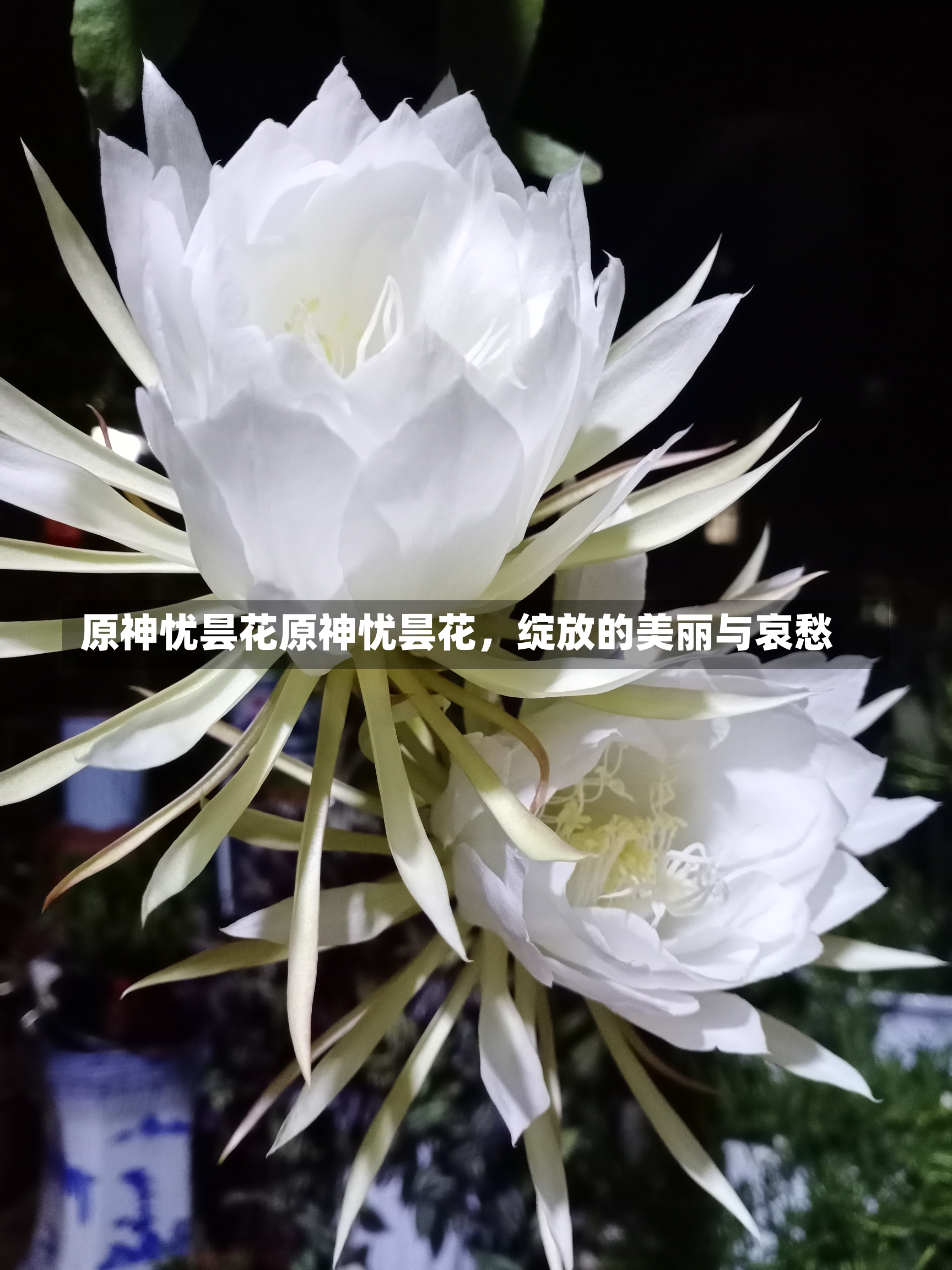 原神忧昙花原神忧昙花，绽放的美丽与哀愁-第2张图片-通任唐游戏