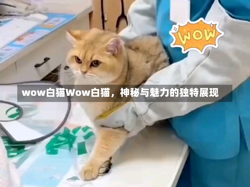 wow白猫Wow白猫，神秘与魅力的独特展现-第1张图片-通任唐游戏