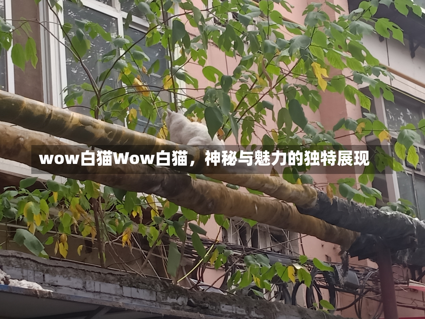 wow白猫Wow白猫，神秘与魅力的独特展现-第2张图片-通任唐游戏